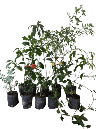 بكج من  عشرة شتلات من أشجار الزينة كيس صغير (الشحن مجانى)