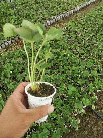 شتلات فراولة