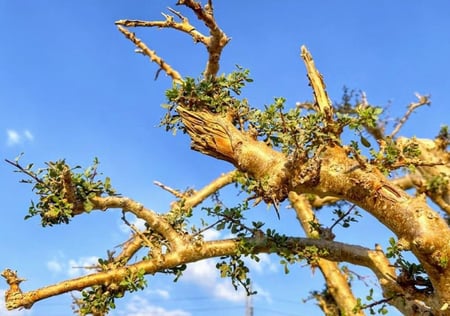 شتلات شجيرة البشام