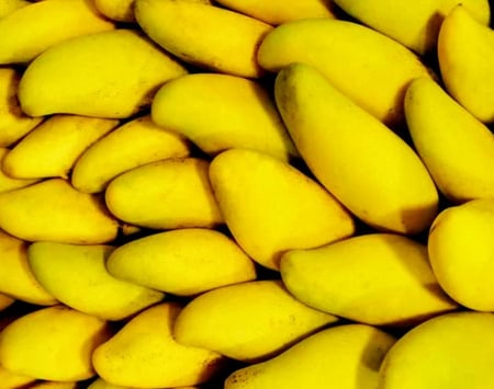 شتلات مانجو لنجرا مطعمة