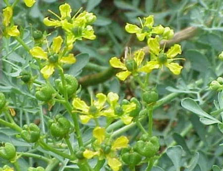 بكج 8 شتلات من نبات الشذاب مركن 16