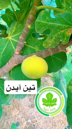 شتلات تين صنف آيدن