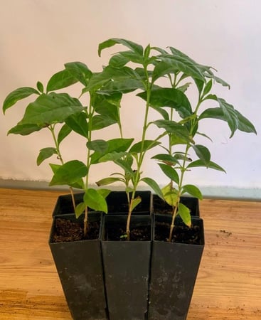 10 شتلات بن عربي (الشحن مجانى)