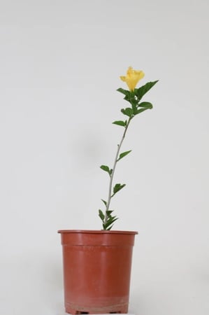 هبسكس أصفر Hibiscus Rosa Sinensis