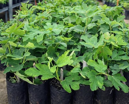 شتلات تين صنف دالماتا