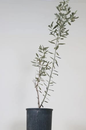 شتلات زيتون نيبالى محسن