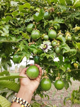 شتلات الباشن فروت Passiflora edulis