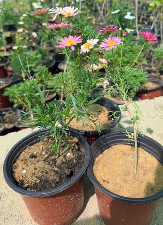 شتلات زهور المارجريتا ( ملونة)