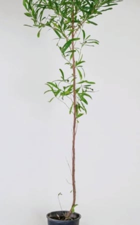 شتلات الشث أو الدودونيا Dodonaea Viscosa