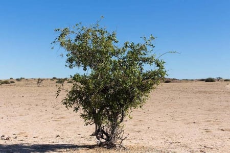 بكج من  عشرة شتلات من أشجار الزينة كيس صغير (الشحن مجانى)