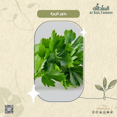 بذور كزبرة أبو غزال