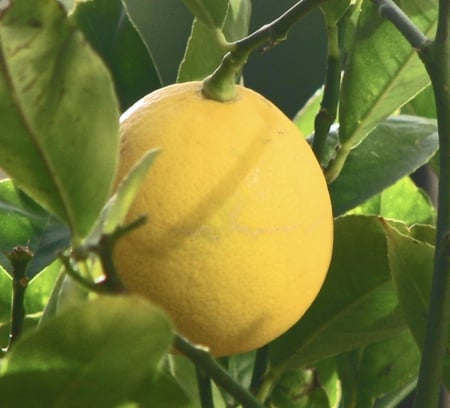 شتلات ليمون ماير ‏Citrus limon meyer