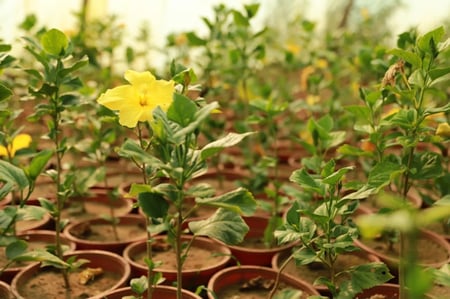 هبسكس أصفر Hibiscus Rosa Sinensis