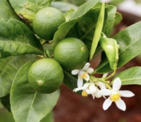 شتلات ليمون صيني ‏Citrus limon