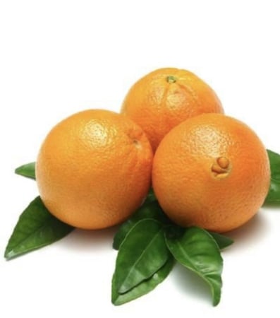 Citrus Aurantium شتلات برتقال أبو صرة