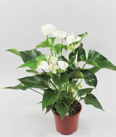 نبات انتوريوم Anthurium andreanum