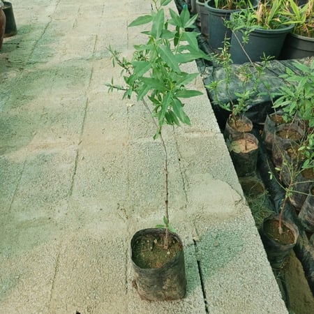 شتلات اللوز البجلى prunus dulcis