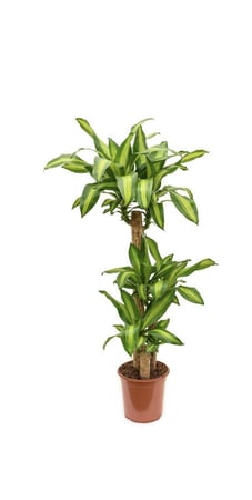 دراسينا ماسنجانا  Dracaena massangeana
