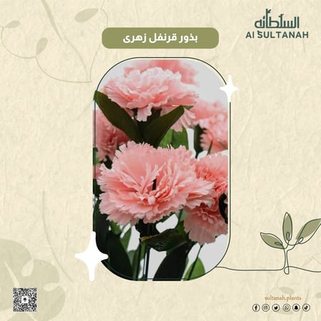 بذور قرنفل زهري Dianthus caryophyllus