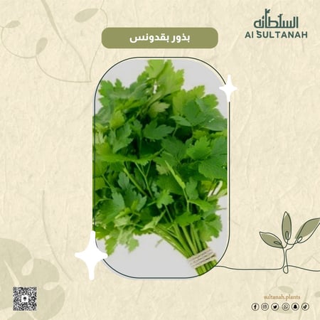 بذور بقدونس أبو غزال