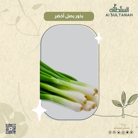بذور بصل أخضر أبو غزال