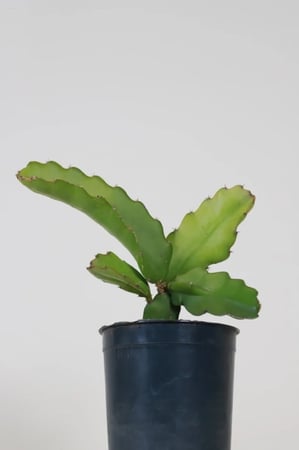 شتلات فاكهة التنين لب أبيض Hylocereus undatus تلقيح يدوي