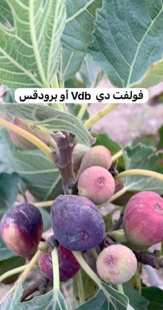 بكج  خمسة شتلات من أصناف التين النادرة