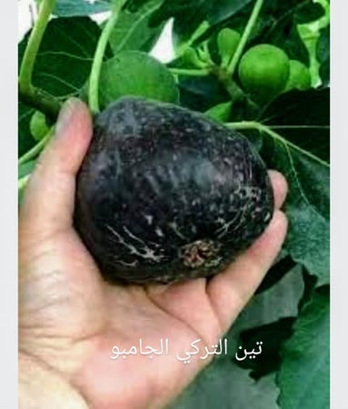 شتلات تين صنف التركي الأسود الجامبو