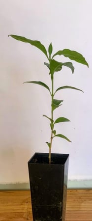 10 شتلات بن عربي (الشحن مجانى)