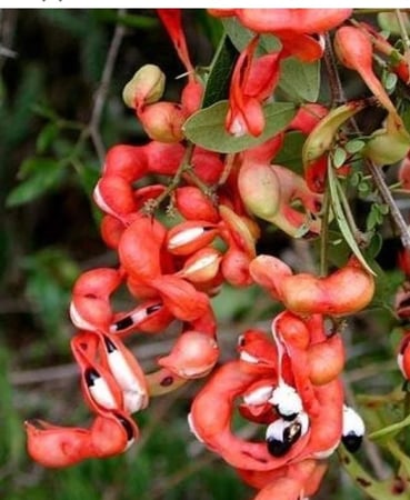 بكج 5 شتلات من اللوز الهندى