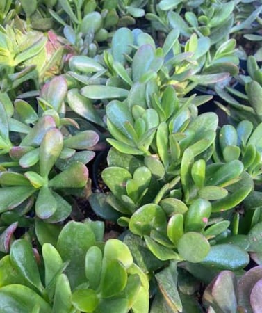 شتلات نبات الكرسولا