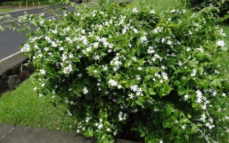 بكج من  عشرة شتلات من أشجار الزينة كيس صغير (الشحن مجانى)