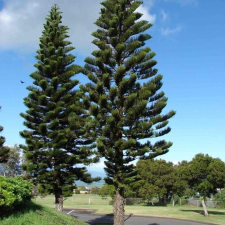 شتلات شجرة الأروكاريا