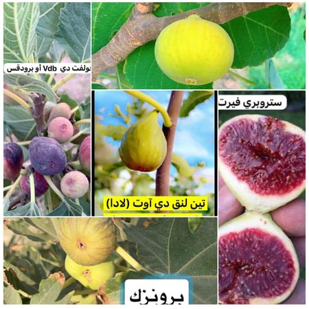 بكج  خمسة شتلات من أصناف التين النادرة