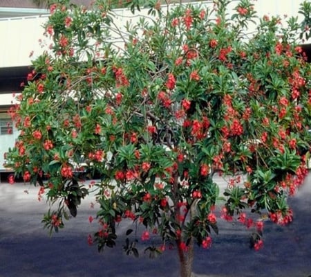 بكج 5 شتلات من نبات الجاتروفيا