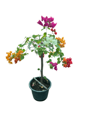 شتلات جهنمية تايلاندية