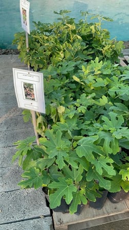 شتلات تين صنف التركي الأسود الجامبو