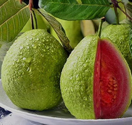 شتلات جوافة حمراء