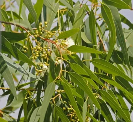 شتلات شجرة الكافور