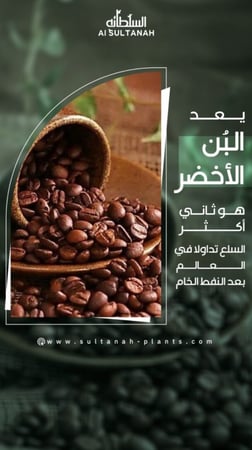 10 شتلات بن عربي (الشحن مجانى)