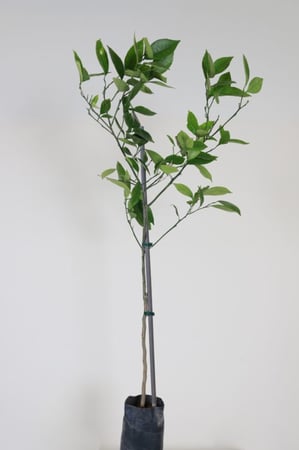 شتلات يوسفي مصري Citrus reticulata