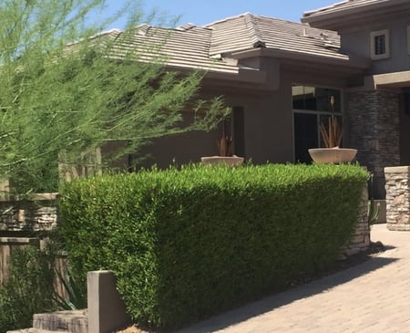 شتلات الشث أو الدودونيا Dodonaea Viscosa