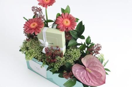 بوكس ورد فاصلة استقبلت البهجة