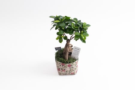 نبتة بونساي صغيرة