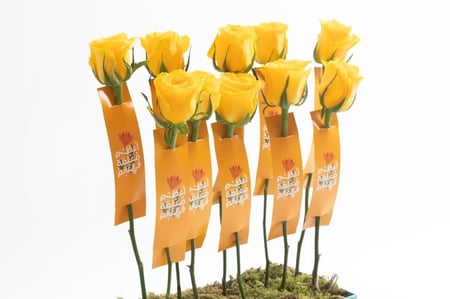 توزيعات ورد للمعلمات