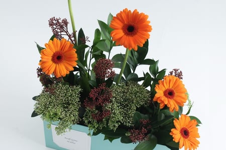 بوكس ورد جيربيرا برتقالي