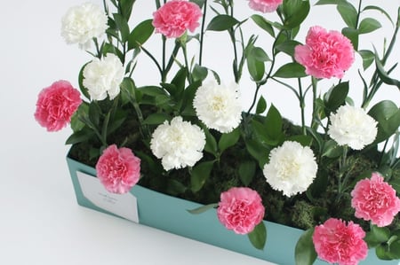 بوكس ورد طبيعي