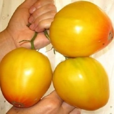 Tomato Golden Domes