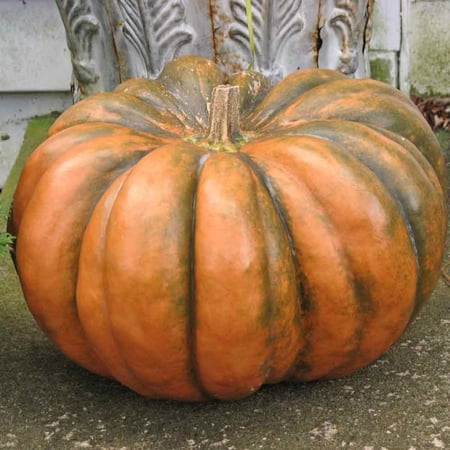 PUMPKIN MUSQUEE DE PROVENCE