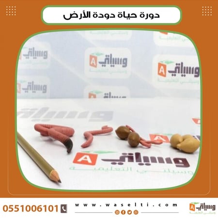 دورة حياة دودة الأرض